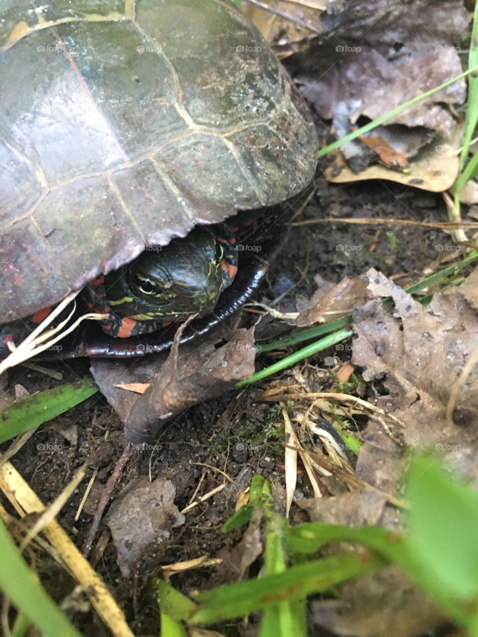 Staying in the shell 