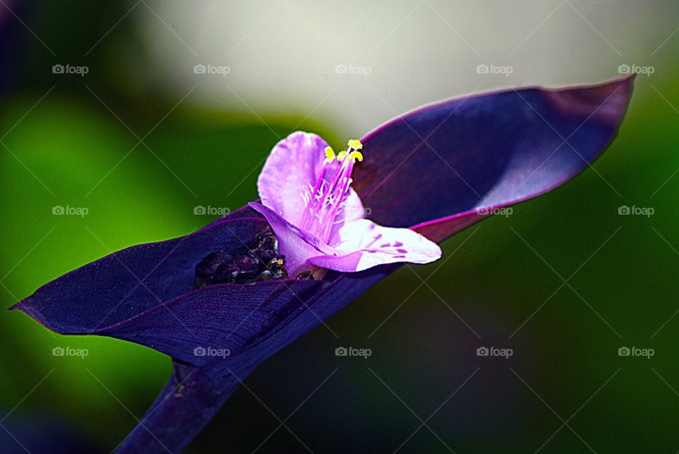 Purple Passion flower