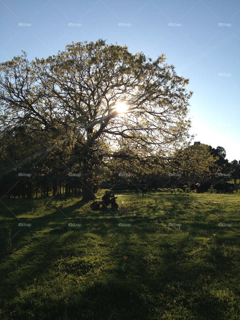 sky grass tree sun by jodimisaac