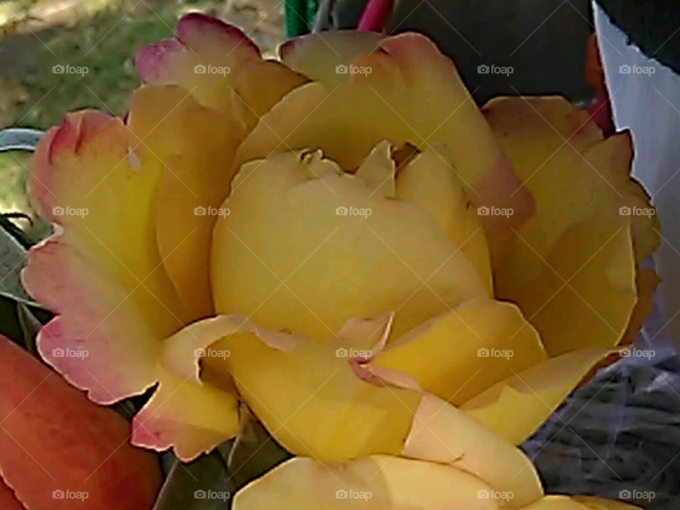 Yellow/pink rose