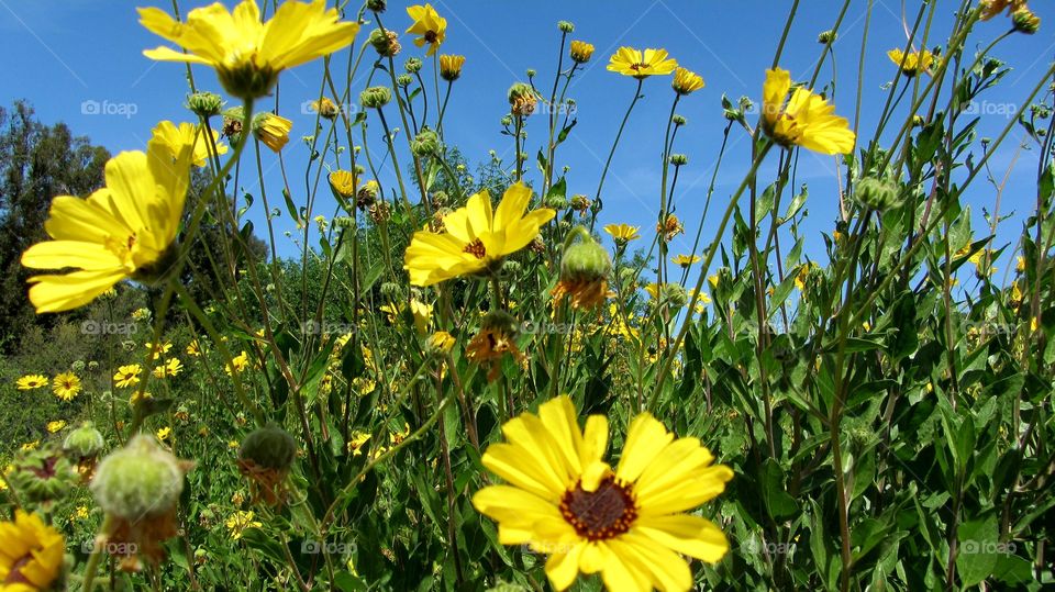 Wild field flowers