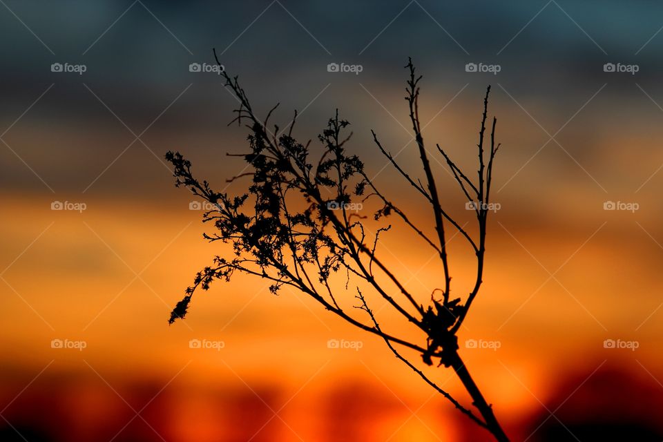 Goldenrod in the Sunset