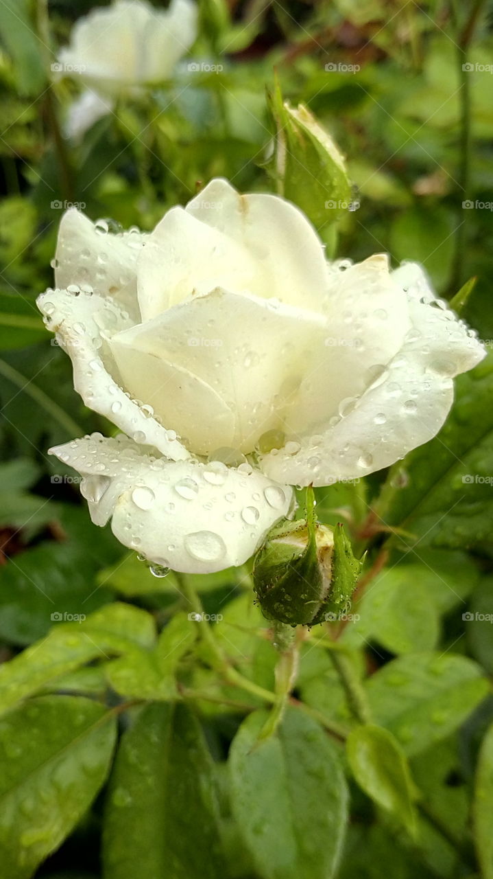 raindrops on rose petals