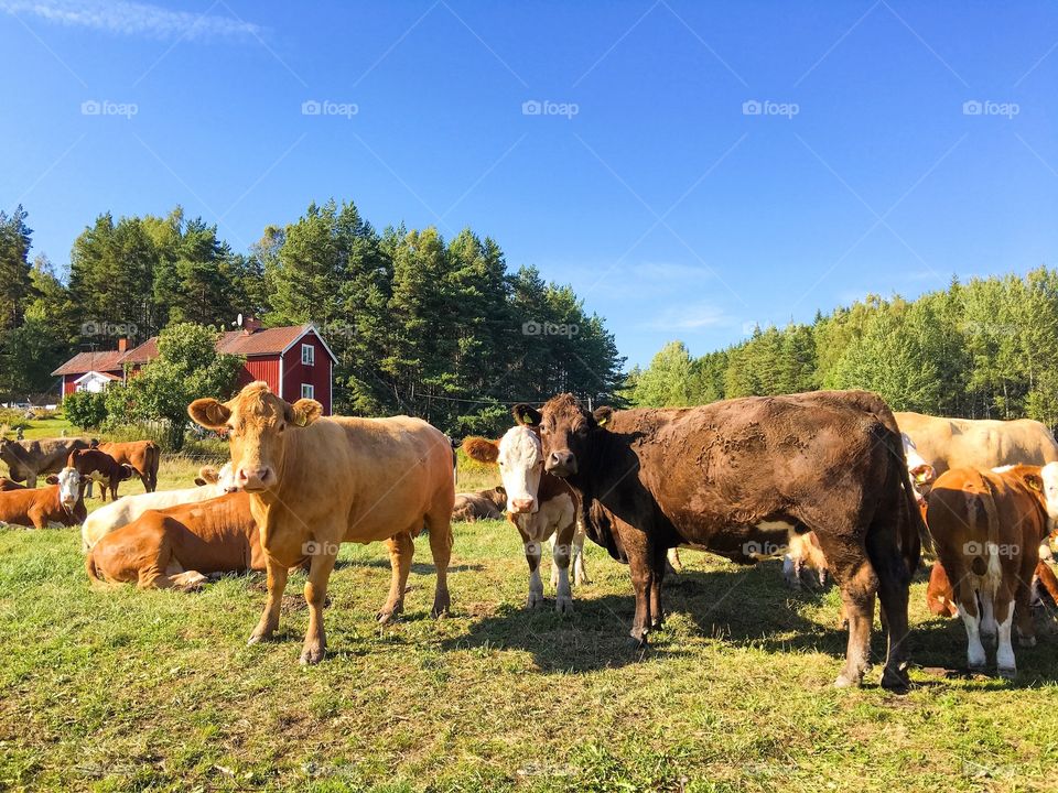 Cows resting in pasture land