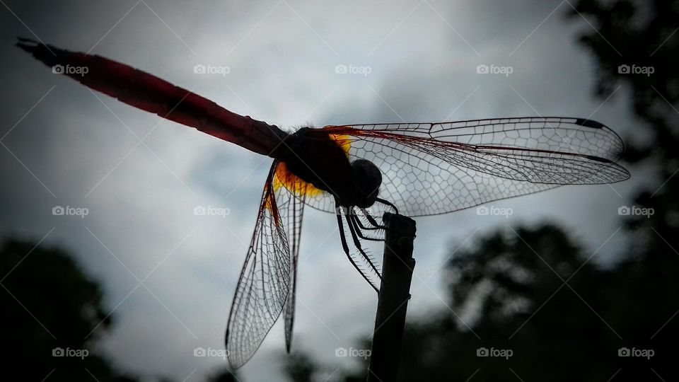 Dragonfly, Insect, Wing, Fly, Flying Dragon
