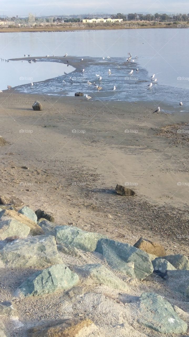 birds on the shore