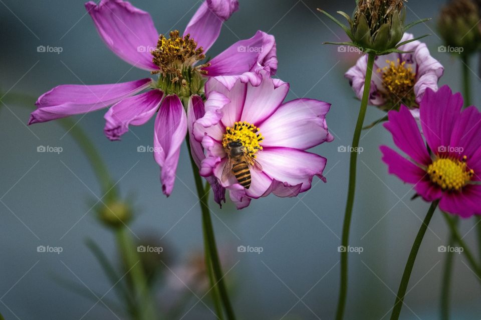 Beauty and the bee ... flower field along the road