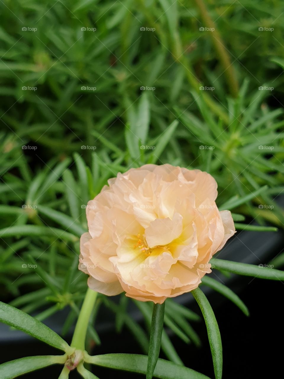 the Portulaca Grandiflora