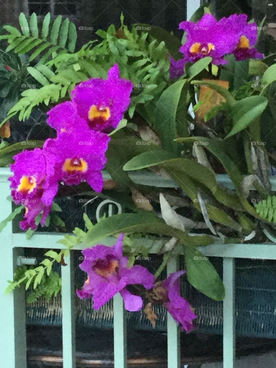 Orchids at a balcony. 