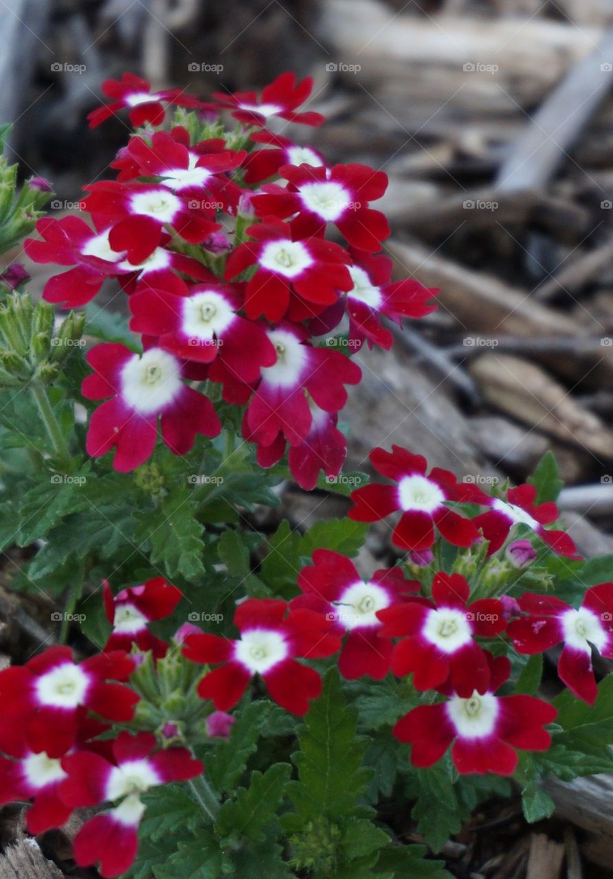 Red and white flowers