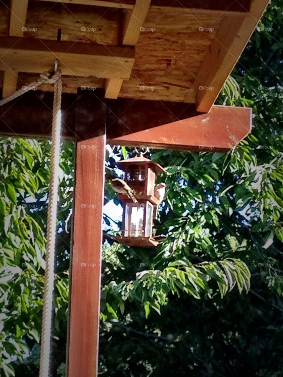 Bird feeder