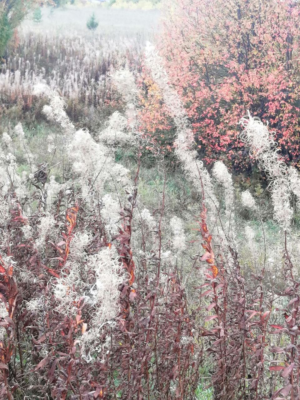 In pastel colors  В пастельных тонах