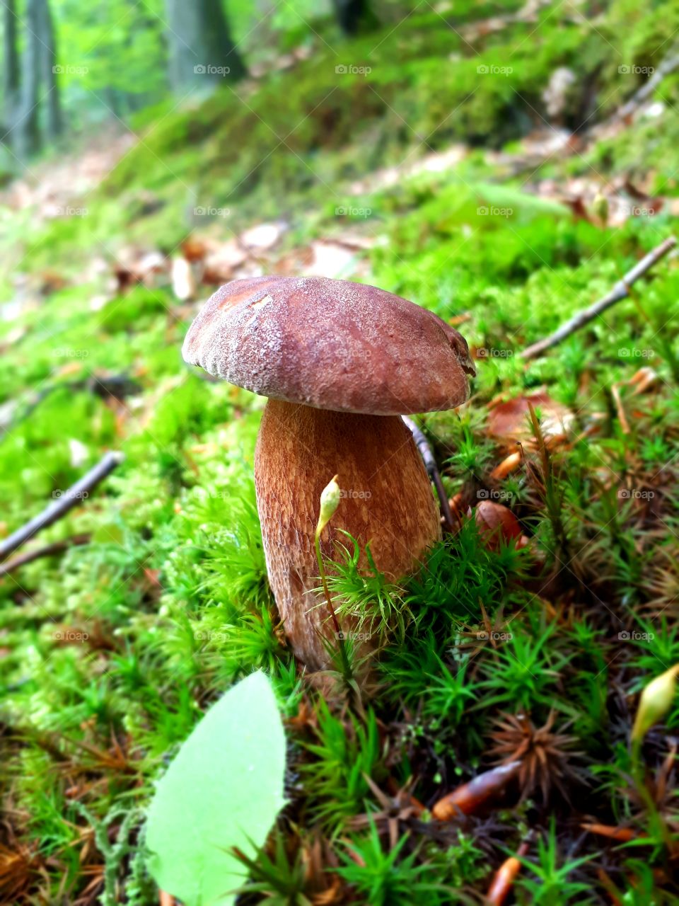 One of the most beautiful Boletus I've ever had