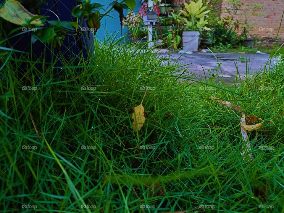 Background green grass in the yard as ground cover
