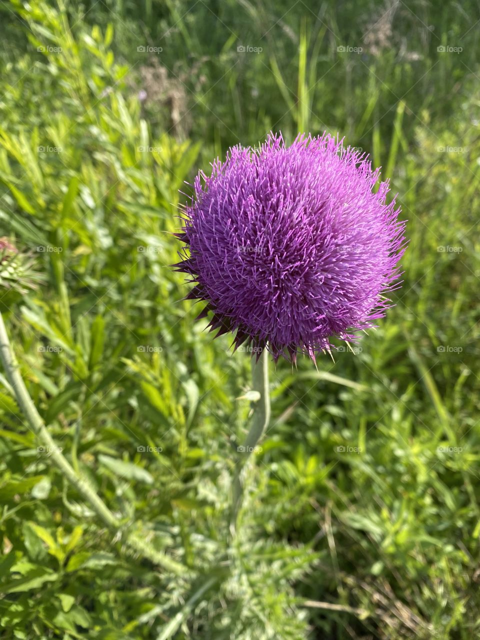Thistle do