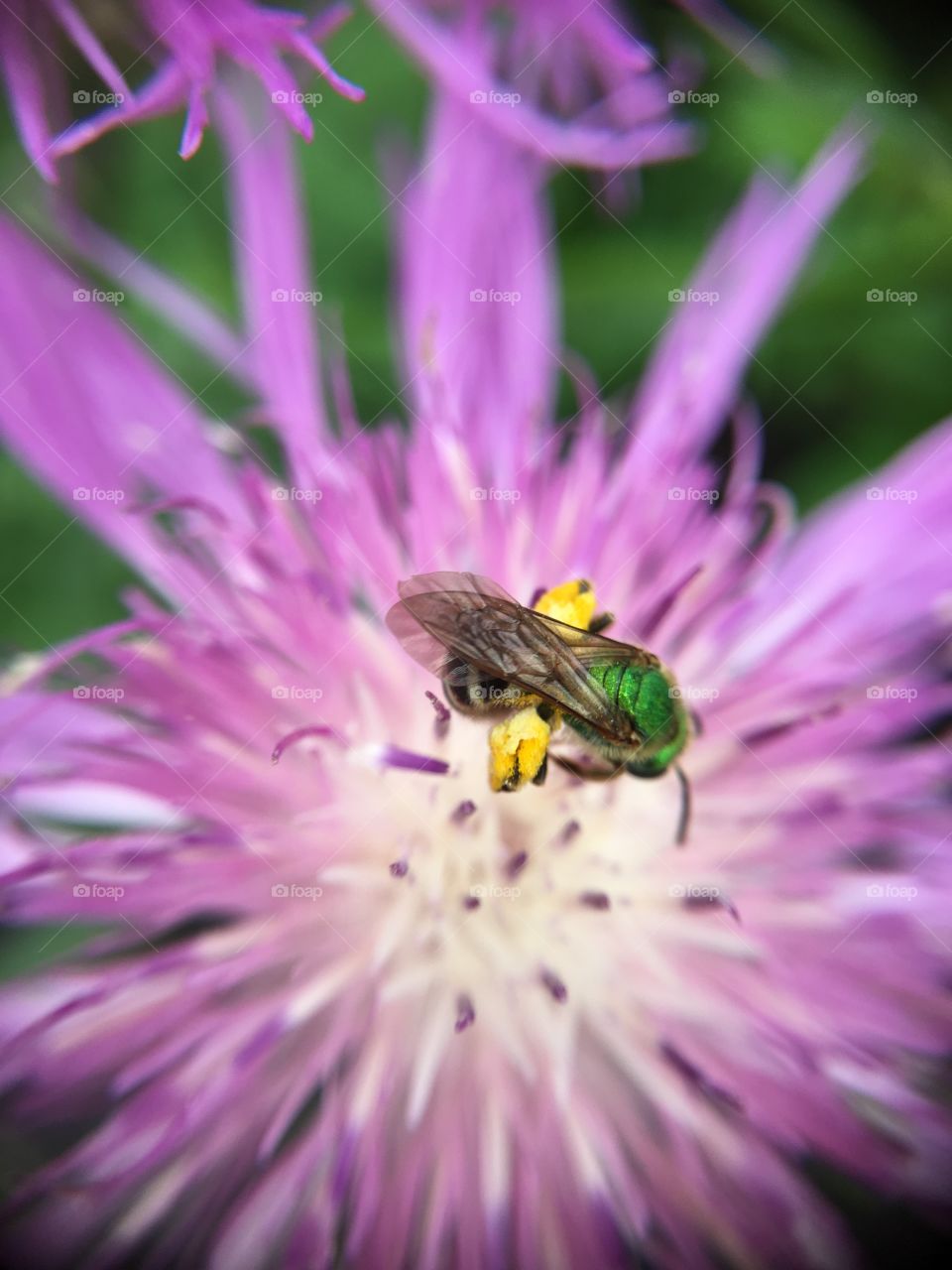 Green metallic bee