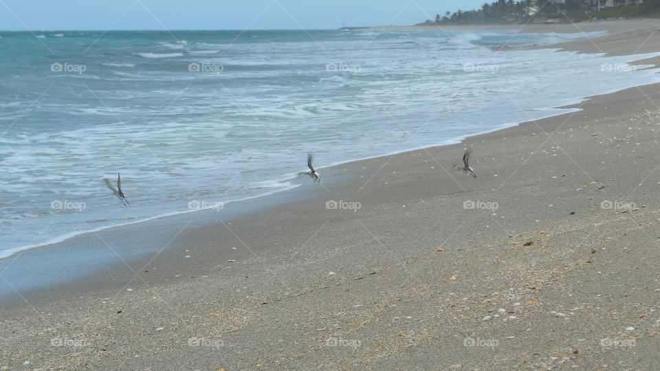 Sandpiper in flight over ocean shoreline