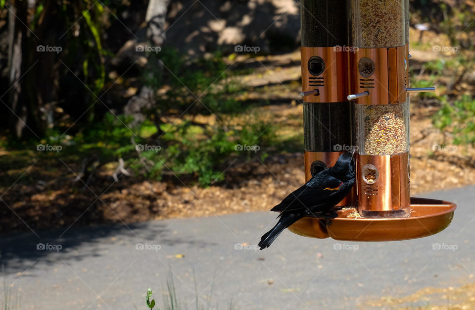 Helping nature, birdfeeder