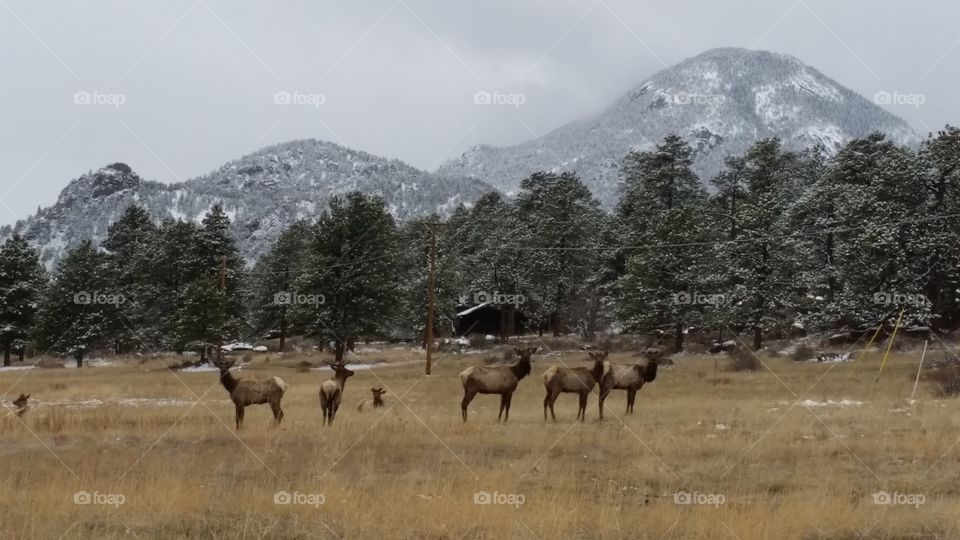 Rocky mountains