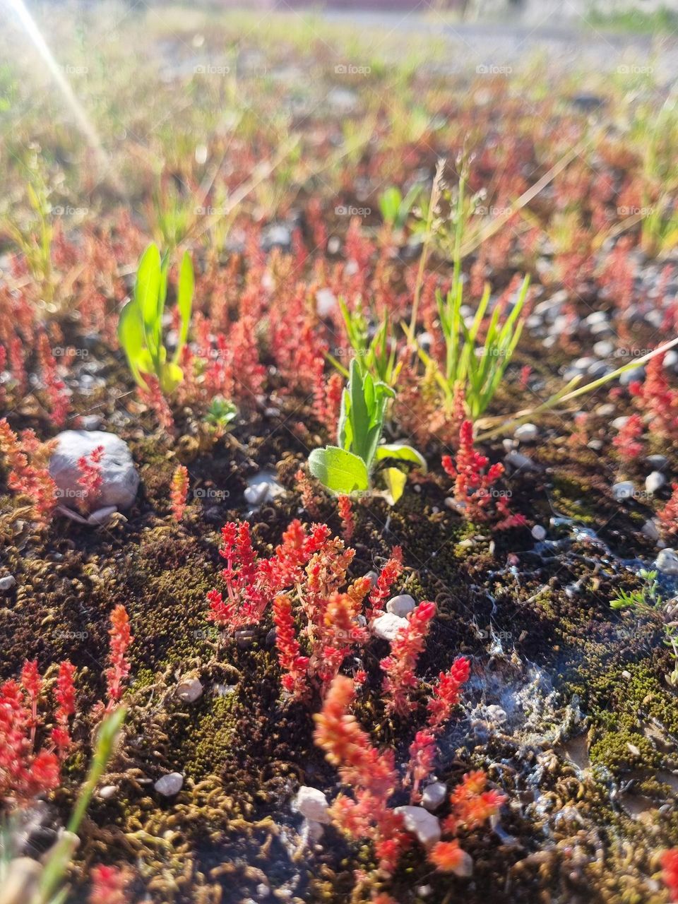 Mini plants appears in Spring