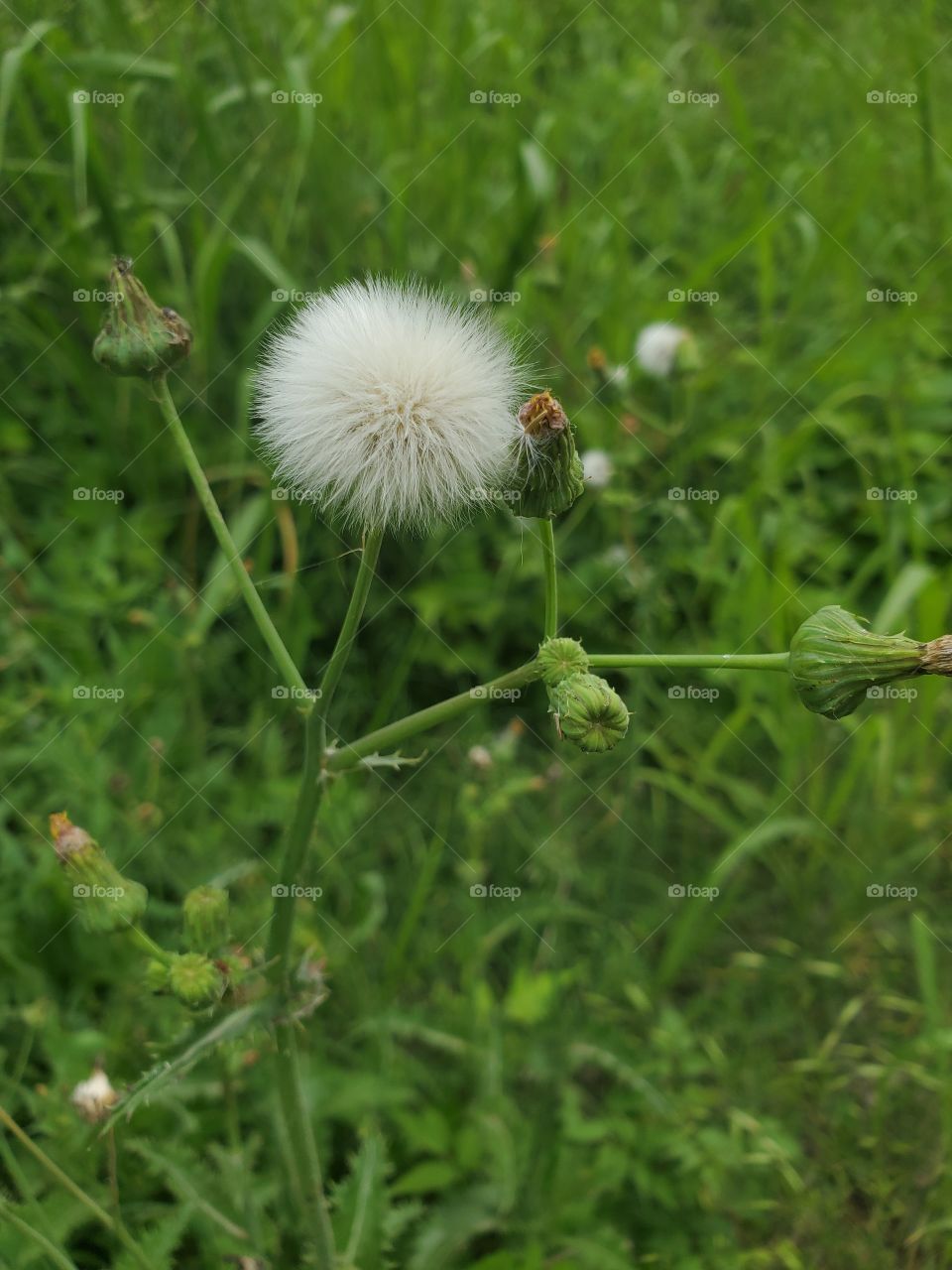 bee in a dandelion