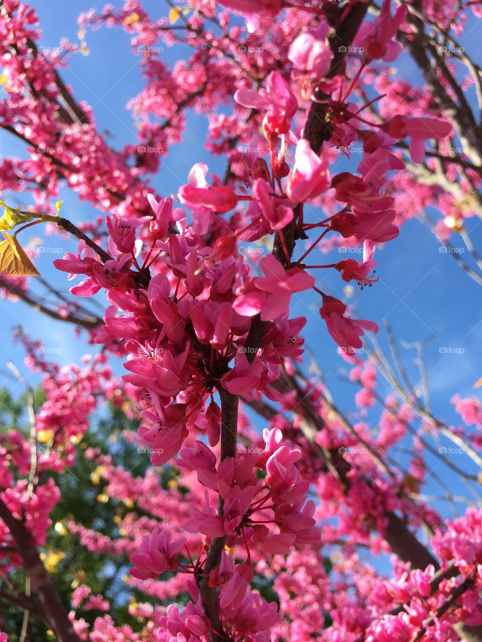 Pink Redbud in Connecticut