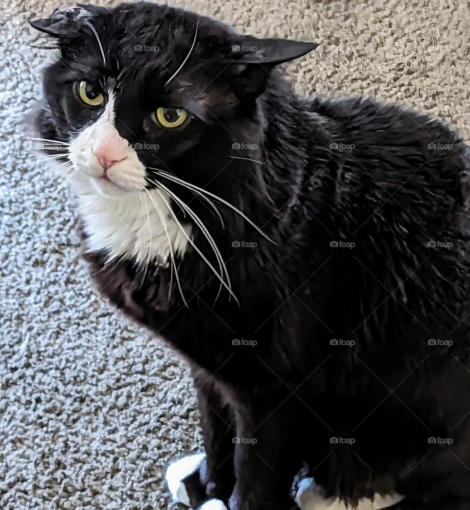 This Boy is a Serious Cat!