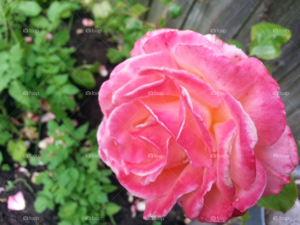 rose flower in the focus
