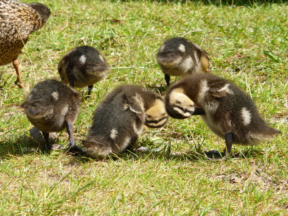 ducklings