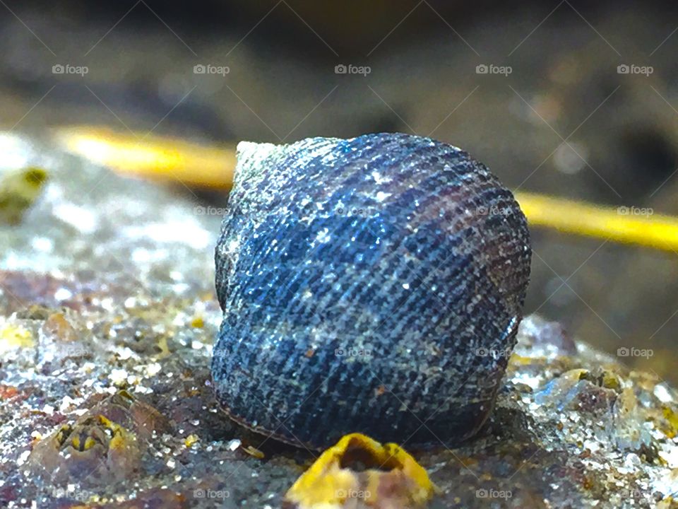 No editing. No filter. Beautiful snail sitting on a rock.