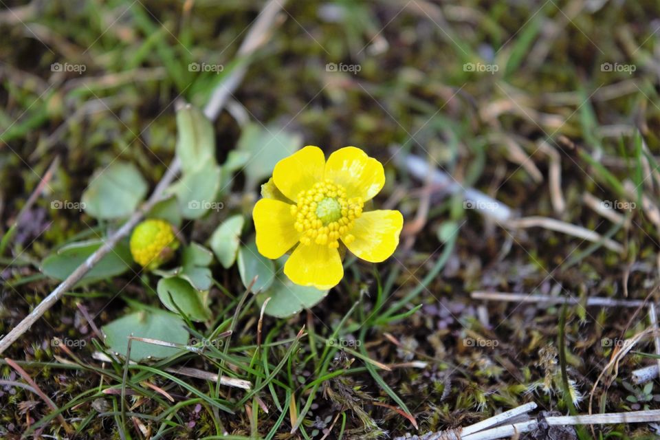 buttercup early spring