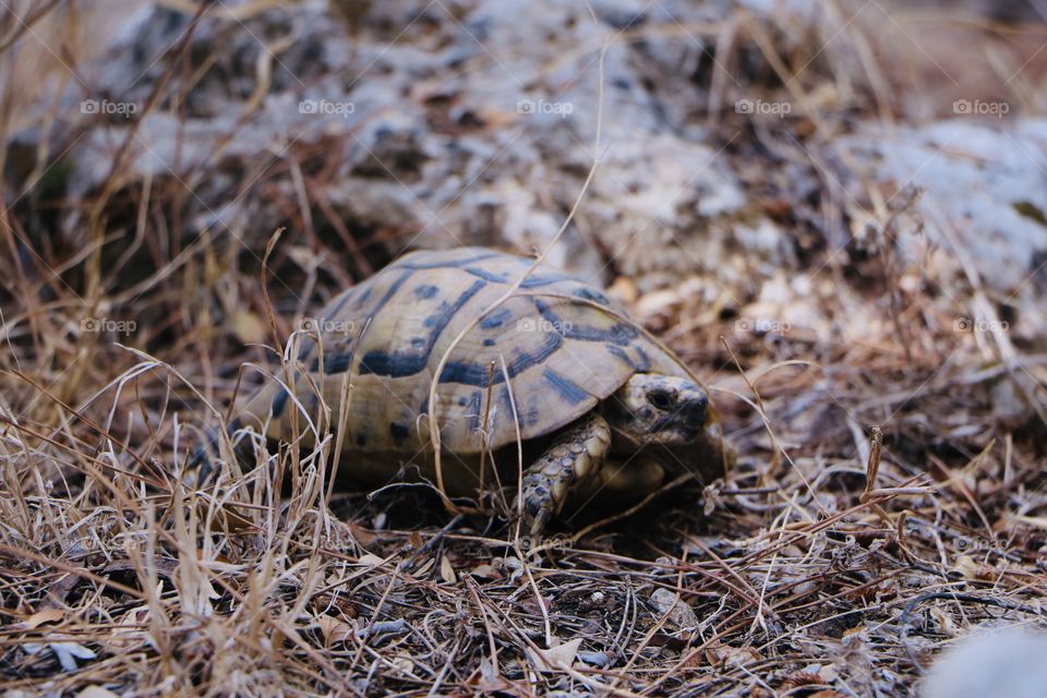 Angry little turtle.