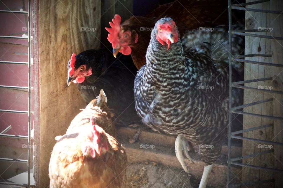 Hens if various breeds descending a ramp out of a chicken coop into an enclosure 