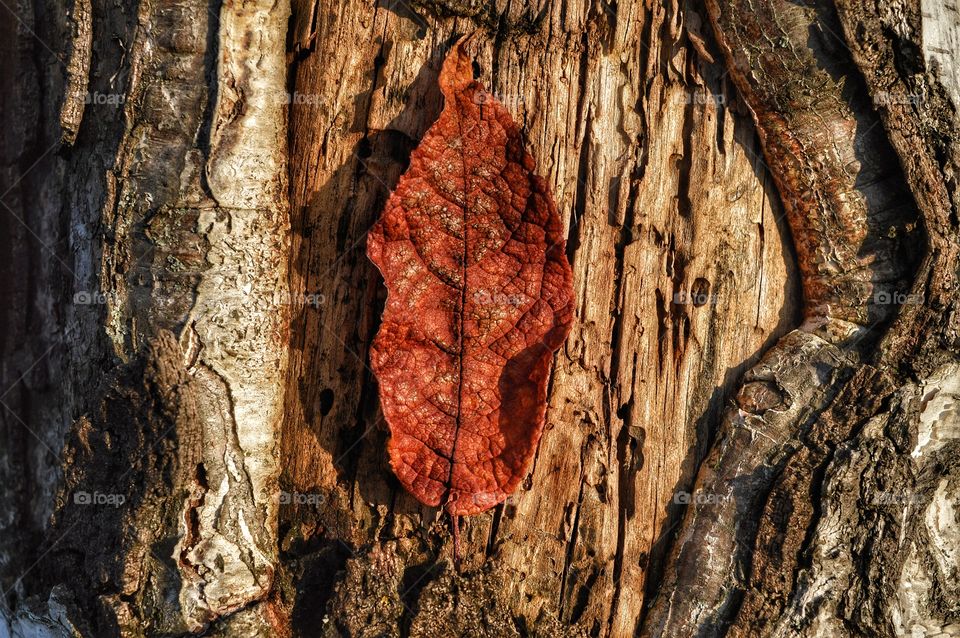 Bark, Tree, Wood, Texture, Old