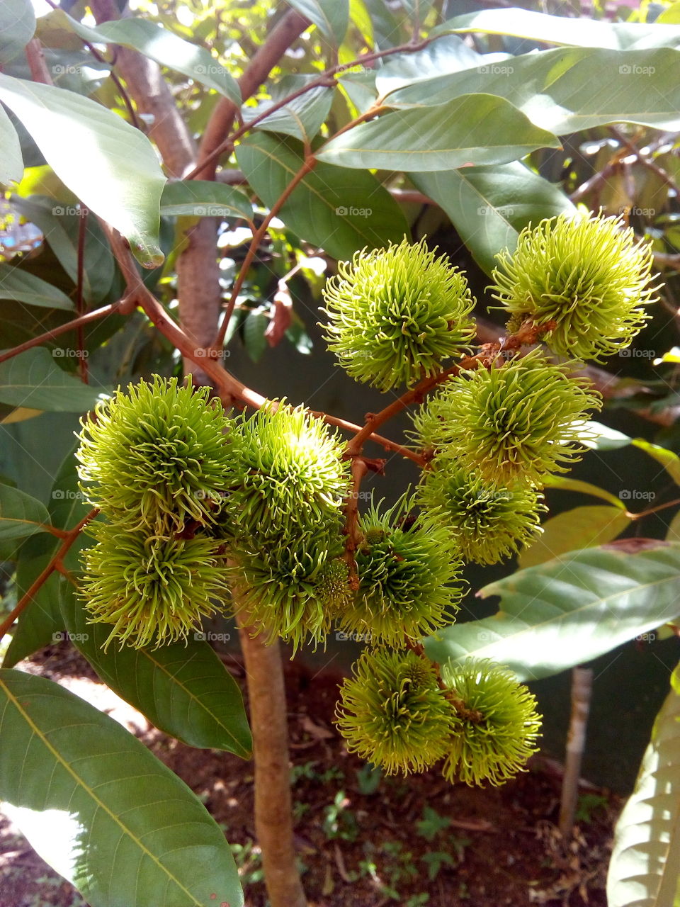 Rambutan