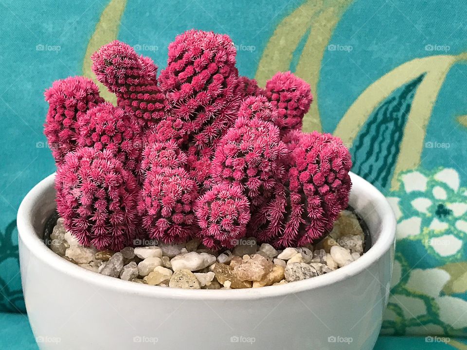 Pink cactus 