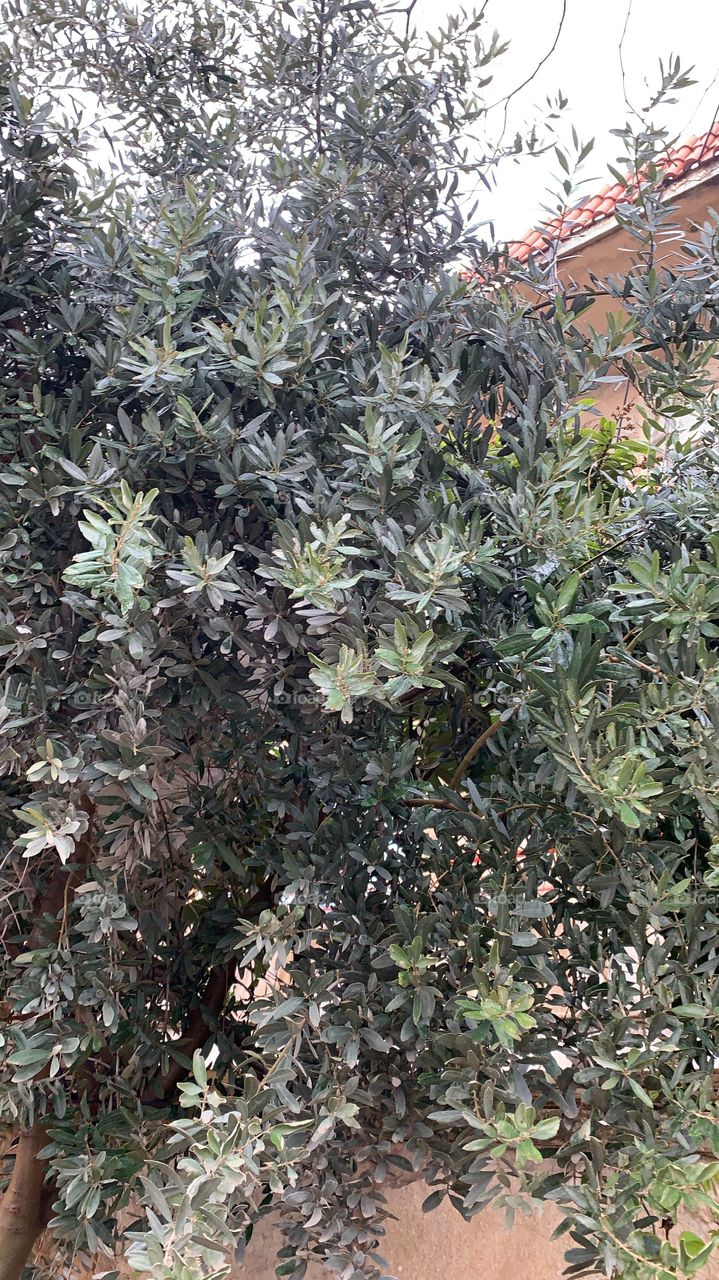 Olive tree/ Kurdistan 