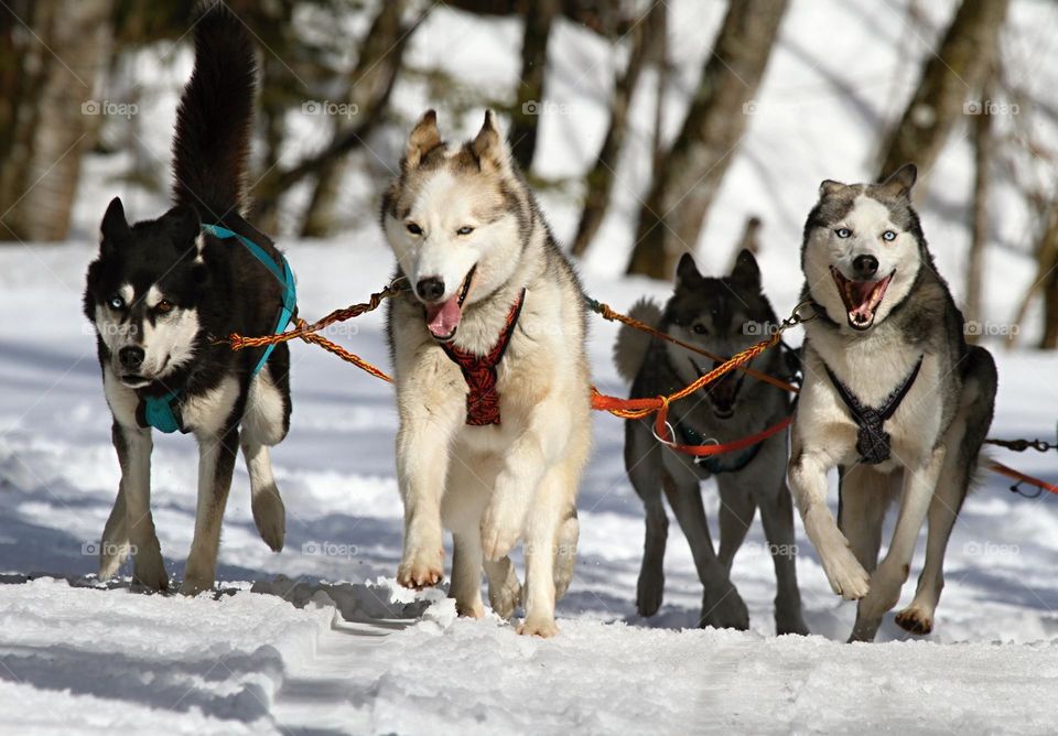 Huskies pulling a sledge in the Arctic.  All proceeds go towards the conservation of endangered species.