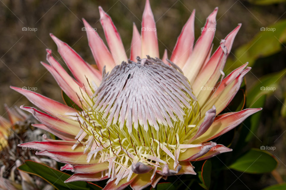 Open protea flower