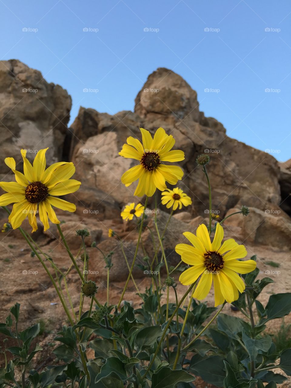 Daisies on hill with large rocks