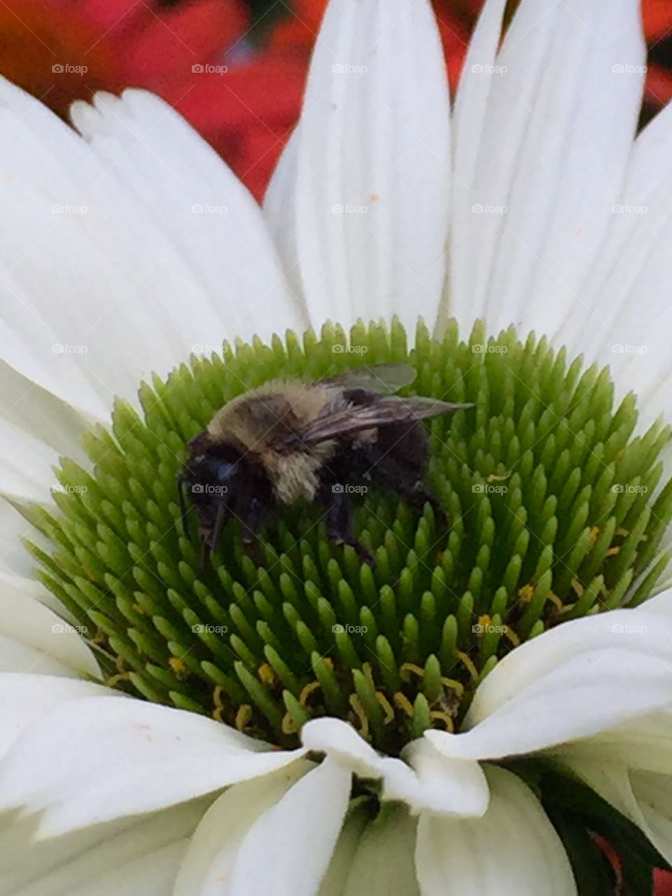 Bee 