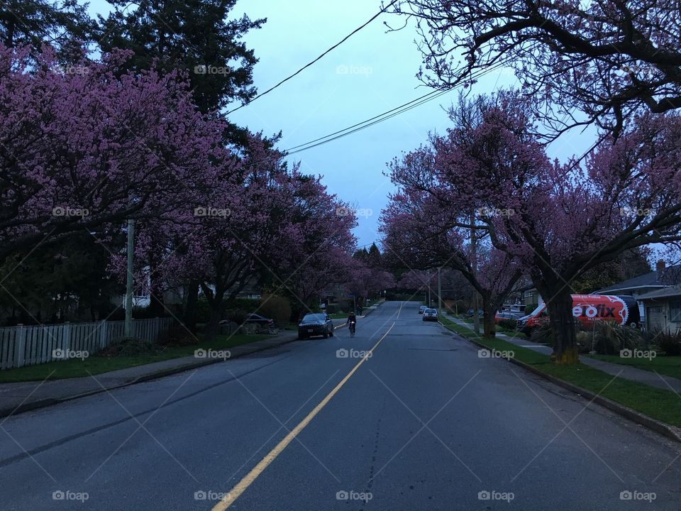 Street with cherry trees