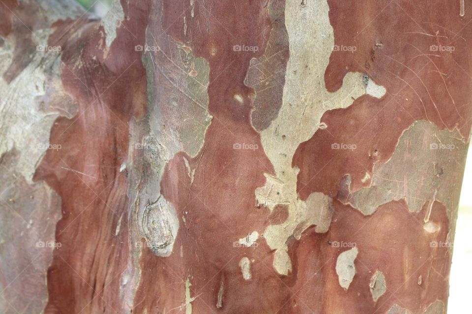 Tree bark