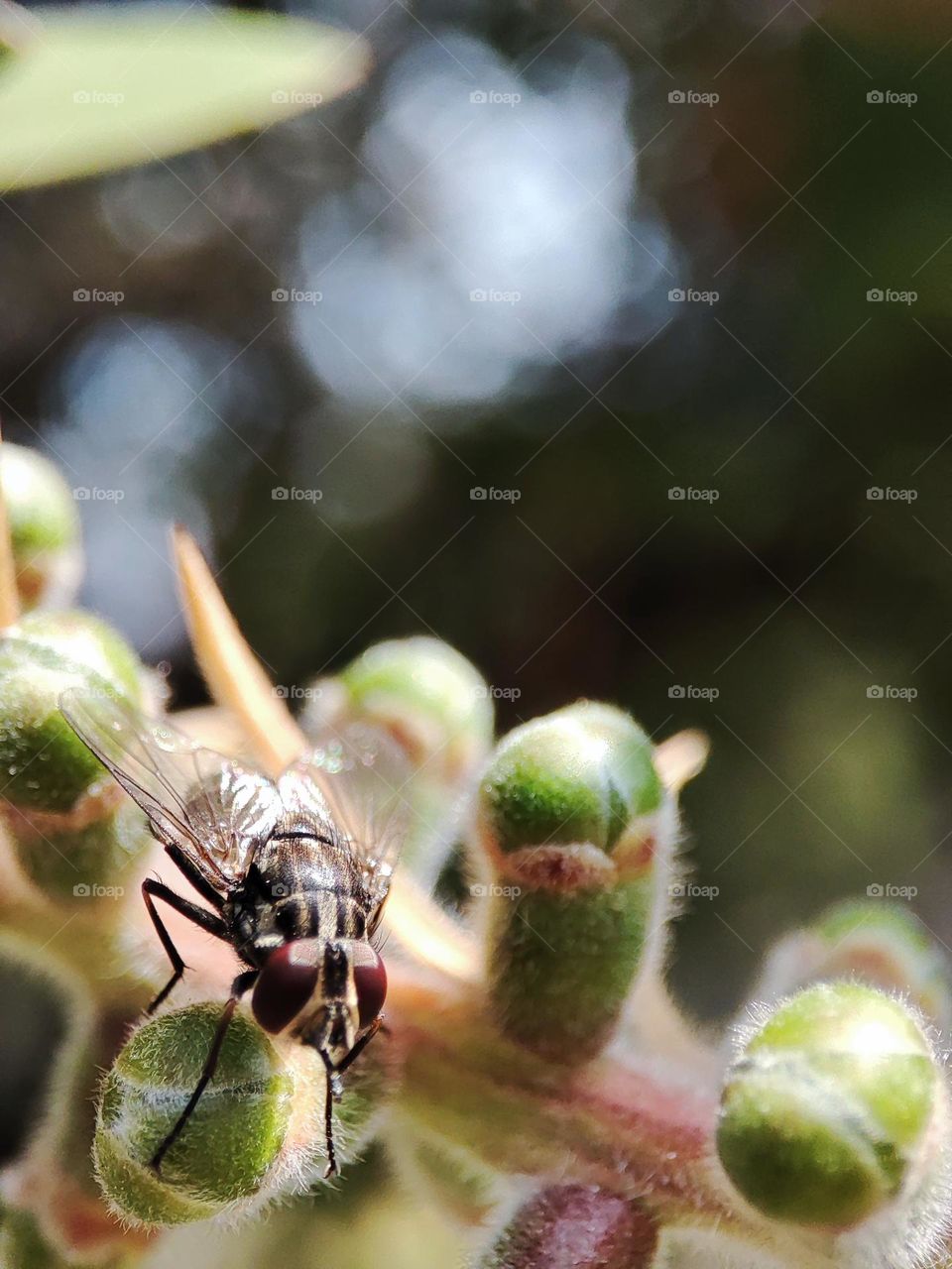Housefly on a bottlebrush tree