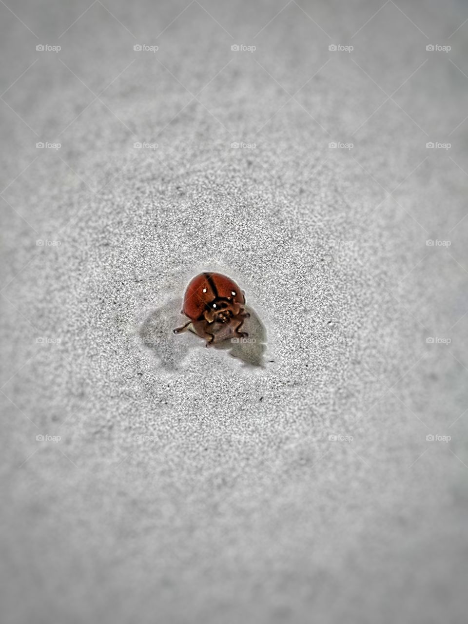 Ladybugs on capture