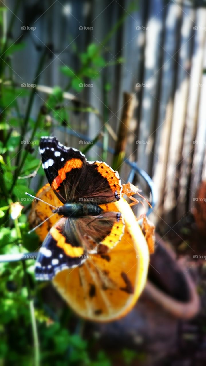 butterflies beautiful orange bugs outdoors garden nature