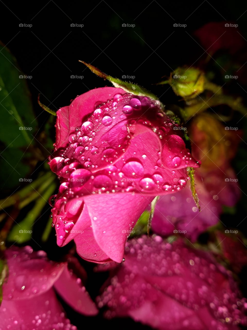 Red rose in drops. Night.