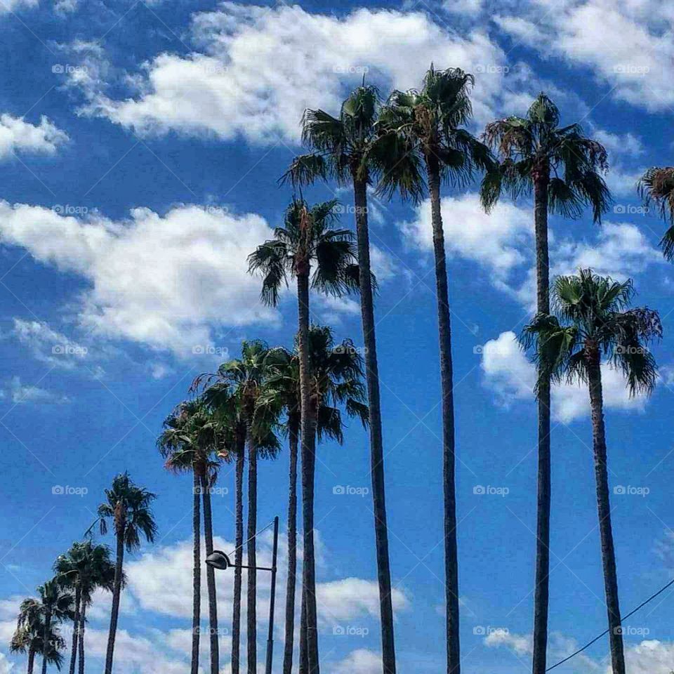 Palm trees of Cannes
