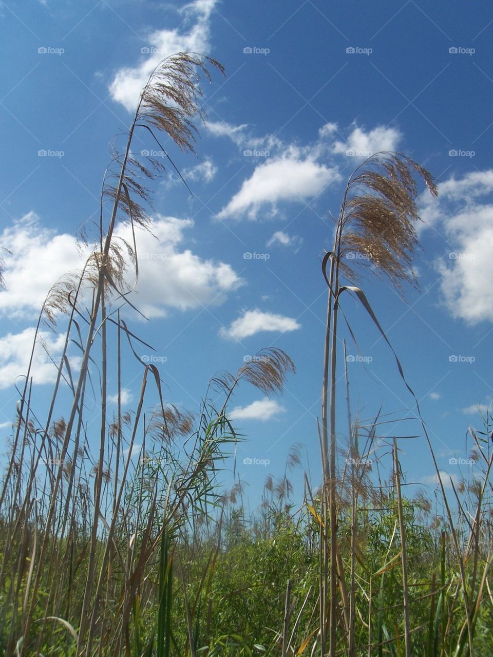 tall grasses