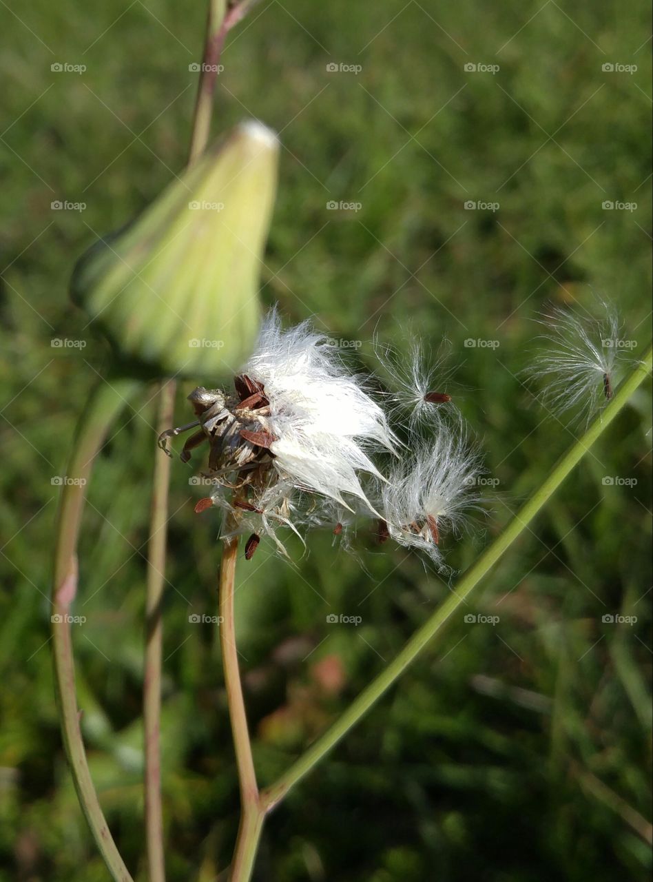 Dandelion in the wind. captured dandelion in the wind